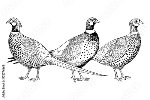 Detailed illustration of three ring necked pheasants in a monochrome style