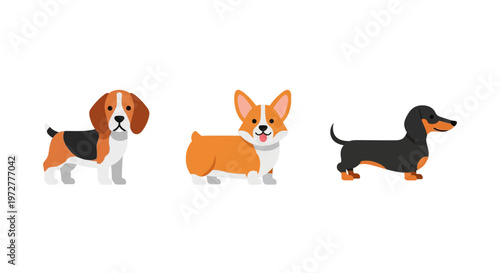 Colorful flat design of beagle corgi and dachshund dogs