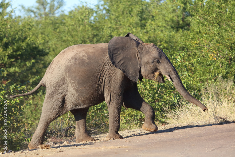 Fototapeta premium Afrikanischer Elefant / African elephant / Loxodonta africana