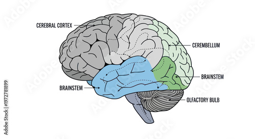 Human Brain Anatomy Diagram: Lobes, Cerebellum, Brainstem, Olfactory Bulb