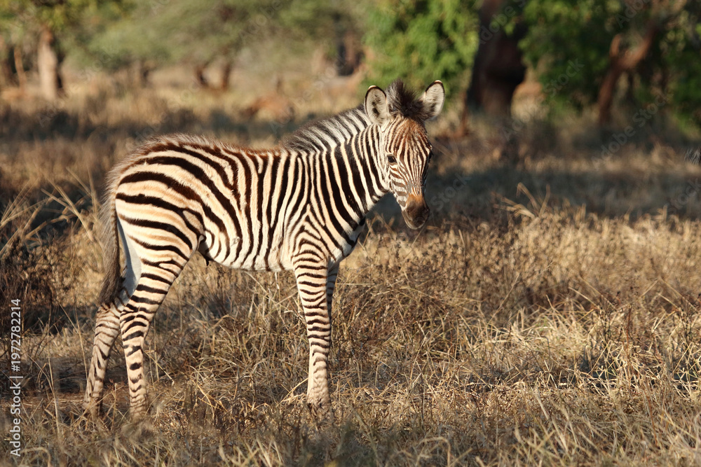 Fototapeta premium Steppenzebra / Burchell's zebra / Equus quagga burchellii