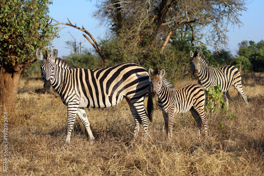 Fototapeta premium Steppenzebra / Burchell's zebra / Equus quagga burchellii