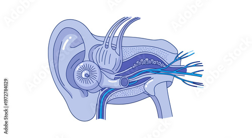 Human Ear Anatomy Diagram - Inner Ear, Auditory Nerve and Canal