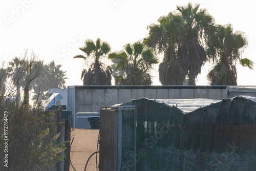 palm tree detail landscape vacation soft design chaos urban sunset industry zoom building travel dirty - Poniente Almeriense - Abdera, Almería, Spain - 2025