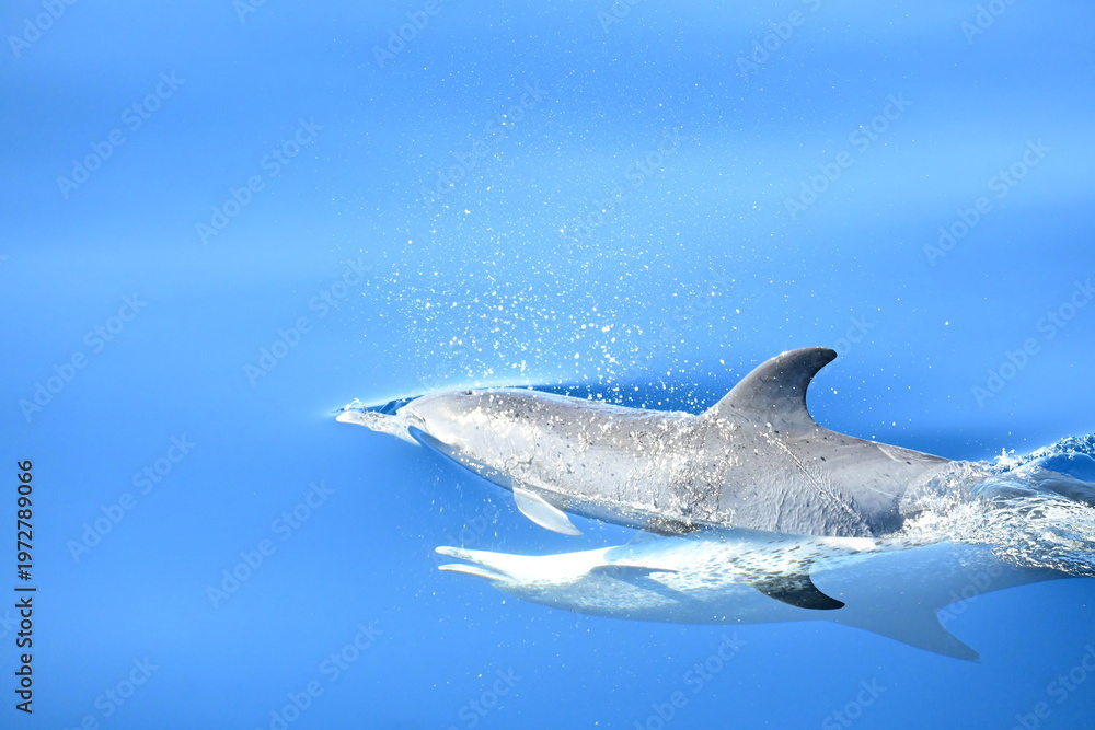 Fototapeta premium Dolphin