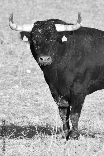 black and white cow