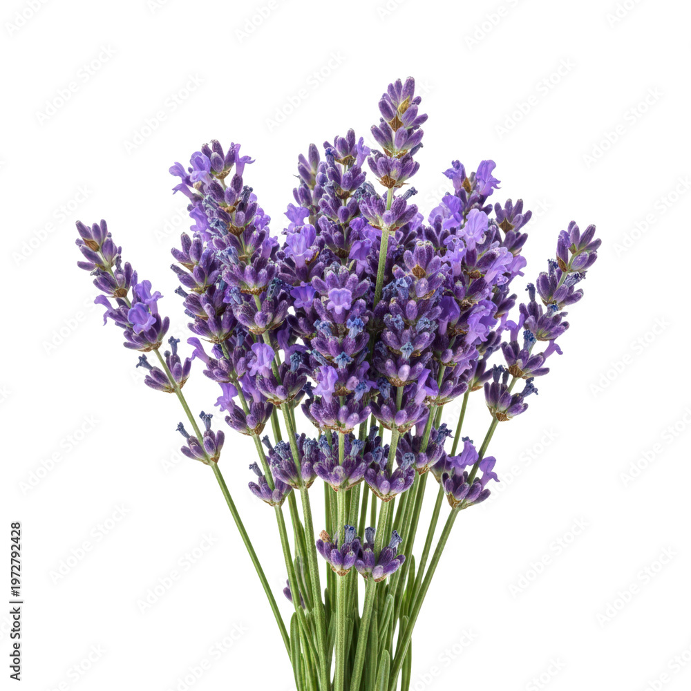 Fototapeta premium Lavender flowers on transparent background