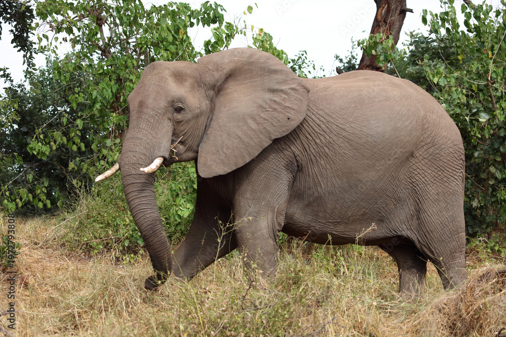 Obraz premium Afrikanischer Elefant / African elephant / Loxodonta africana