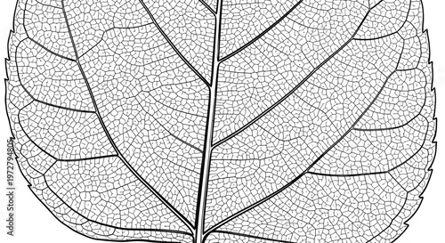 Detailed illustration of a leaf's vein structure.