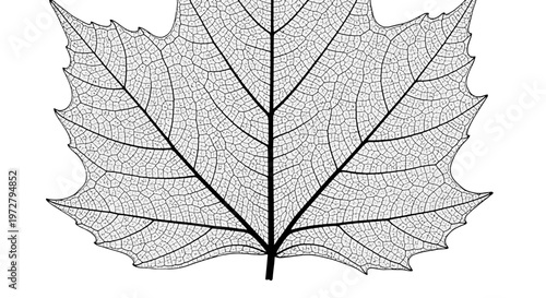 Detailed illustration of a maple leaf skeleton.