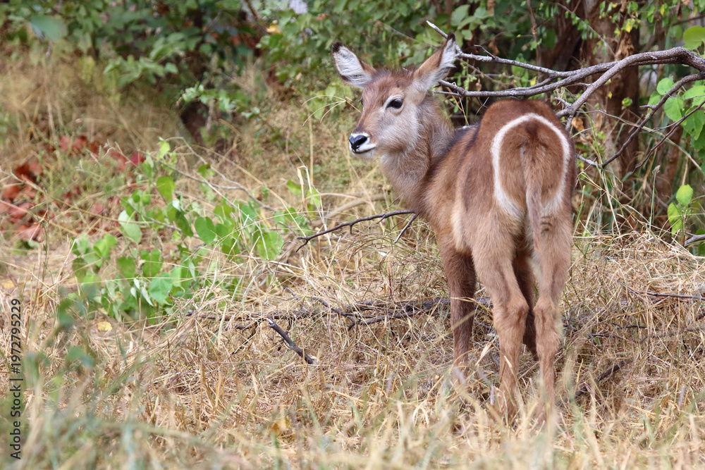 Obraz premium Wasserbock / Waterbuck / Kobus ellipsiprymnus