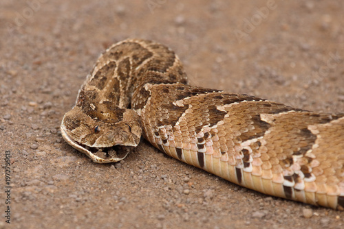 Puffotter / Puff adder / Bitis arietans arietans