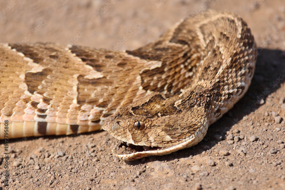 Obraz premium Puffotter / Puff adder / Bitis arietans arietans