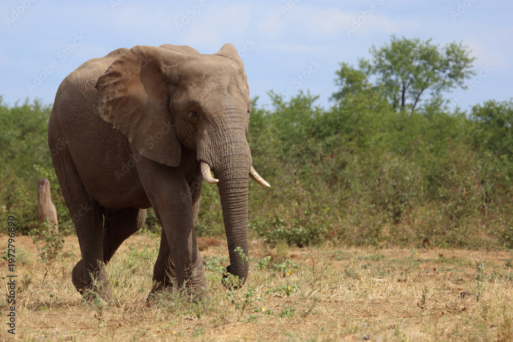 Fototapeta premium Afrikanischer Elefant / African elephant / Loxodonta africana