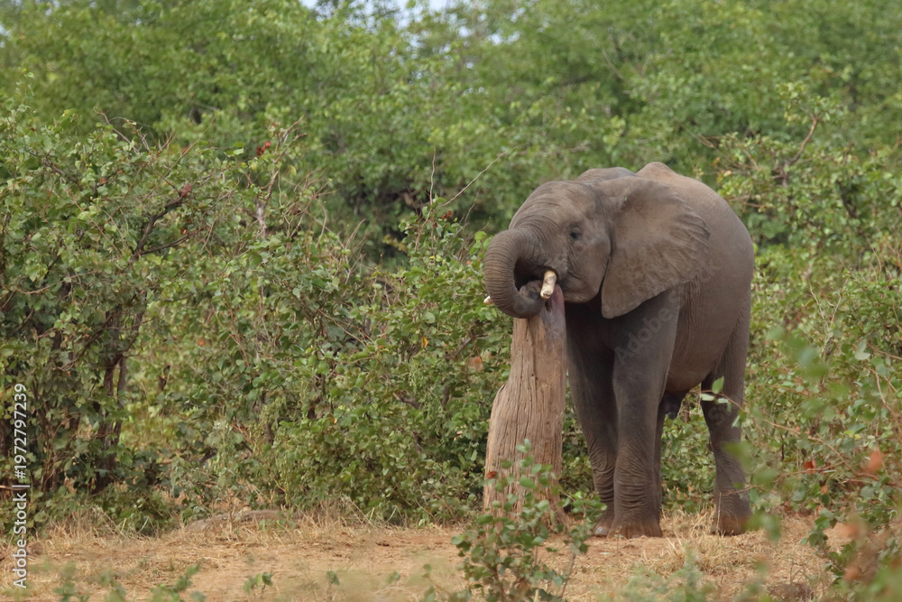 Fototapeta premium Afrikanischer Elefant / African elephant / Loxodonta africana