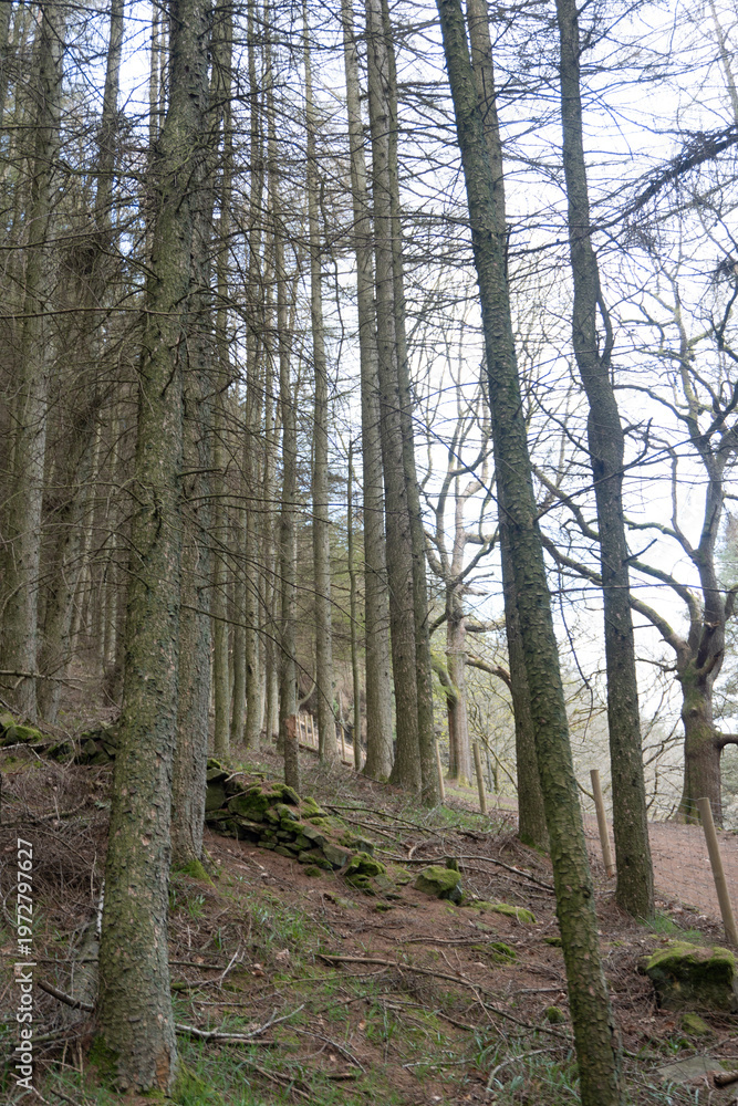 Obraz premium footpath in the woods