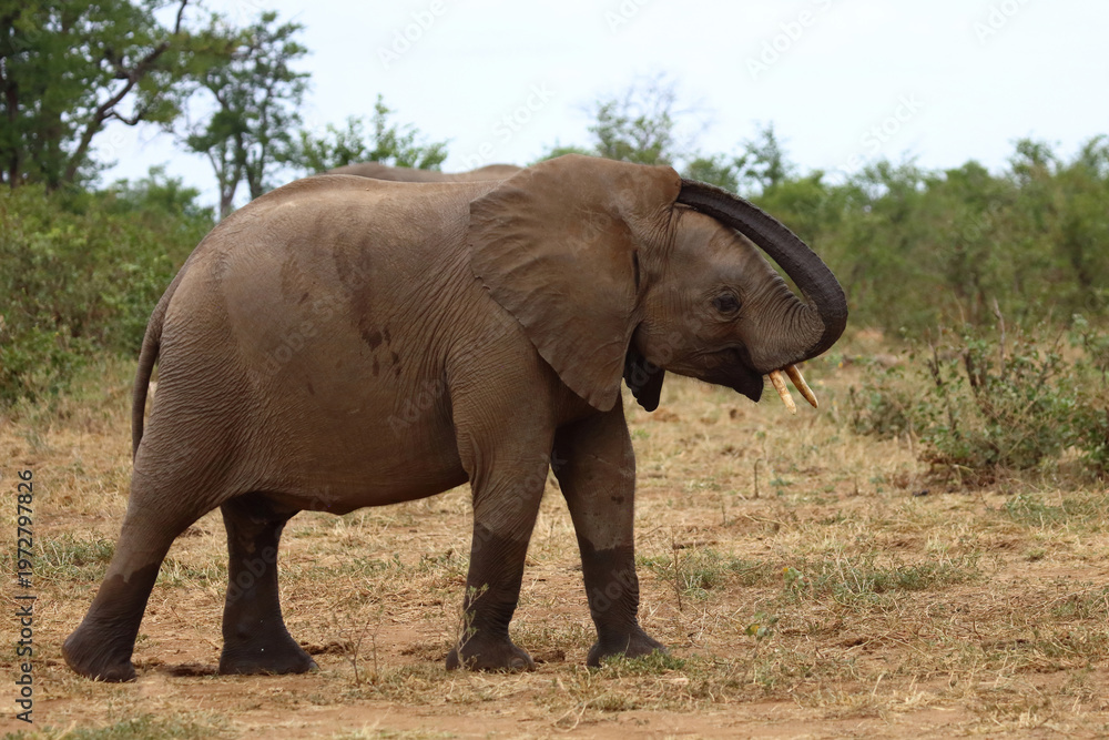 Fototapeta premium Afrikanischer Elefant / African elephant / Loxodonta africana