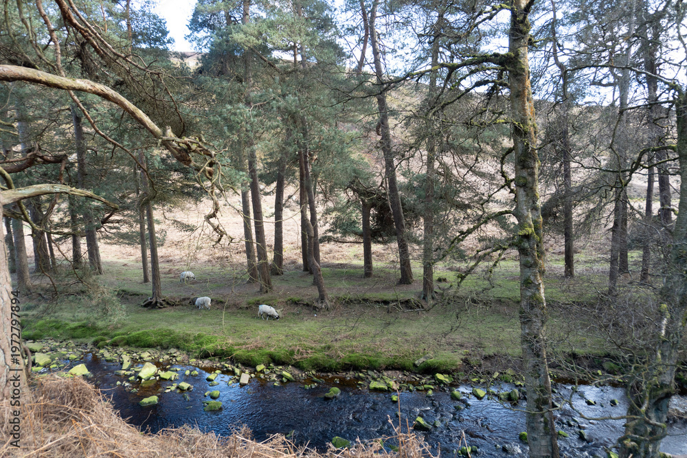 Fototapeta premium trees in the field wwih sheep