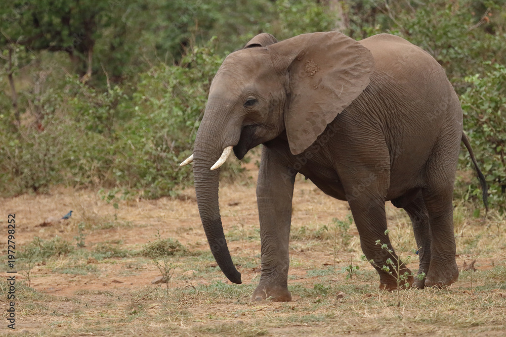 Fototapeta premium Afrikanischer Elefant / African elephant / Loxodonta africana