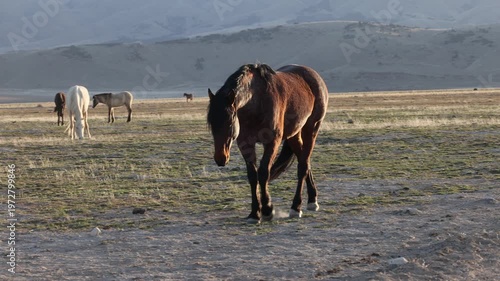 Wild Horse in the Utah Desert in Springtime