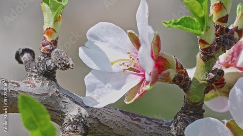 Macro of Blooming Almond Flower on Branch