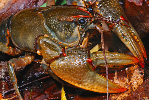 Fotografie Devil Crayfish, Lacunicambarus diogenes species complex