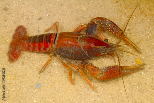 White River crayfish, Procambarus acutus