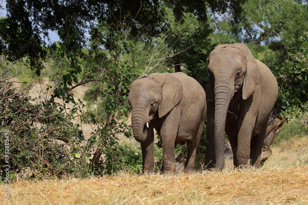 Obraz premium Afrikanischer Elefant / African elephant / Loxodonta africana