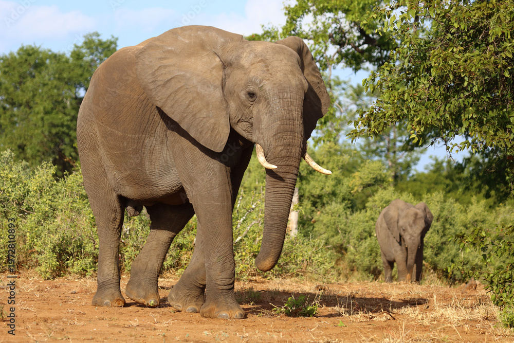Fototapeta premium Afrikanischer Elefant / African elephant / Loxodonta africana