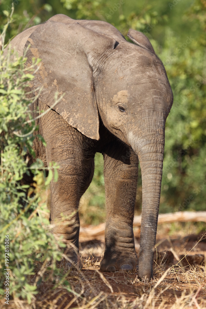 Fototapeta premium Afrikanischer Elefant / African elephant / Loxodonta africana