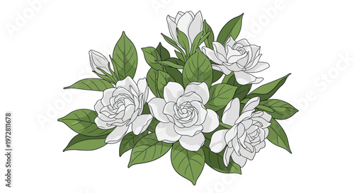 Elegant white gardenia flowers with green leaves botanical illustration isolated on white