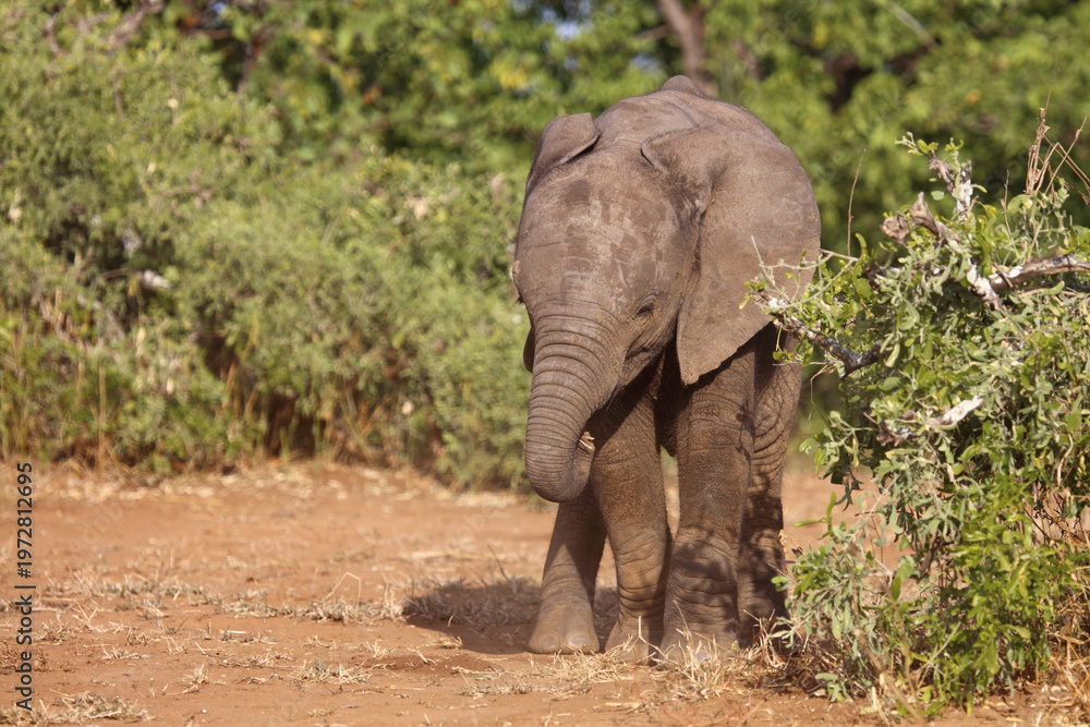 Fototapeta premium Afrikanischer Elefant / African elephant / Loxodonta africana