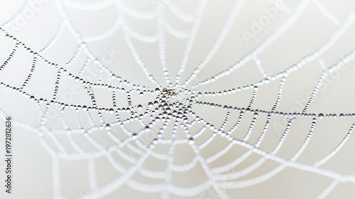 Dewdrops Adorning a Delicate Spiderweb