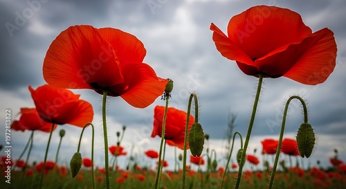 Close-up of vibrant red poppies in a field against a dramatic, cloudy sky