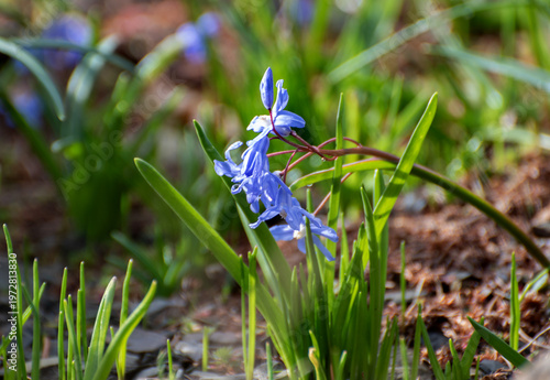scilla siberica  flowers  wild blue plants,