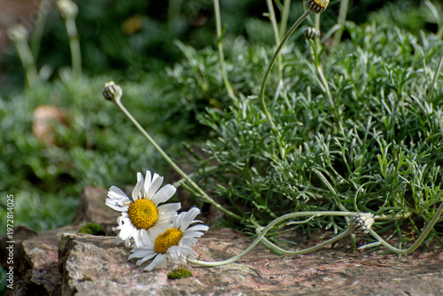 Dog daisy flowers It has dainty white flowers with golden centres bloom in the garden