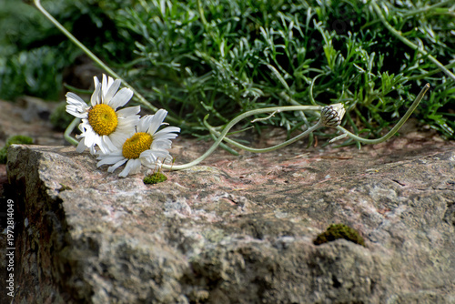 Dog daisy flowers It has dainty white flowers with golden centres bloom in the garden