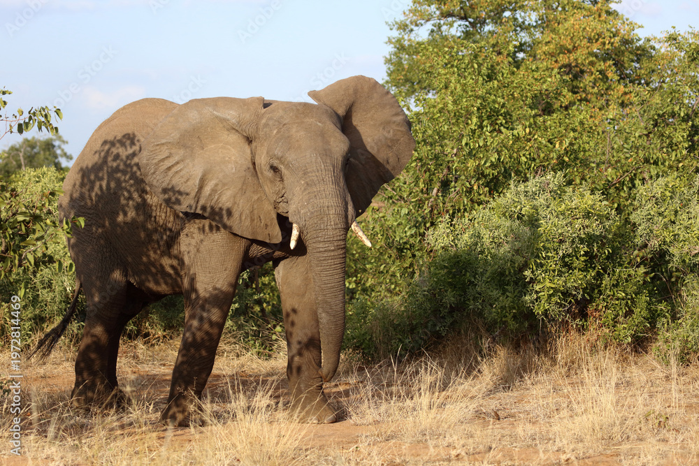 Obraz premium Afrikanischer Elefant / African elephant / Loxodonta africana