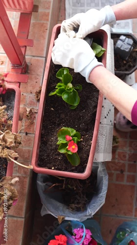 A woman planting flowers in a flower pot on a terrace in spring