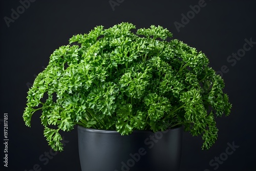 Dense Curly Italian Parsley Pot Displays Crisp Vibrant Leaves with Fresh Moisture Beads in Symmetry