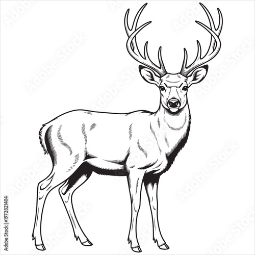 Deer, stag, buck illustration, black and white, vector graphics, wildlife animal design element
