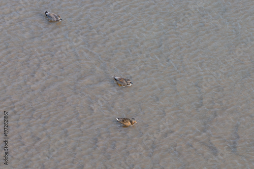 Canvas-taulu Ducks frolic in the Yitong River in Changchun, China, in early spring
