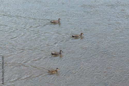 Bilde på lerret Ducks frolic in the Yitong River in Changchun, China, in early spring