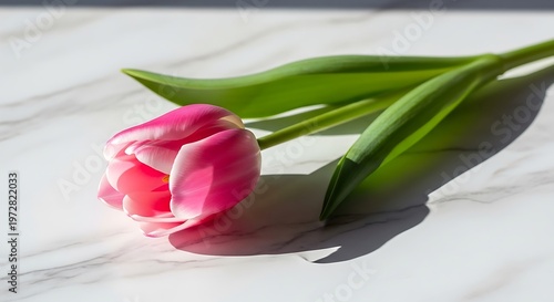 Single pink tulip with green leaves casting a shadow on a white marble surface