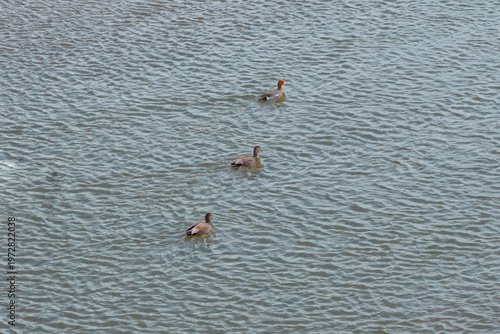 Bilde på lerret Ducks frolic in the Yitong River in Changchun, China, in early spring