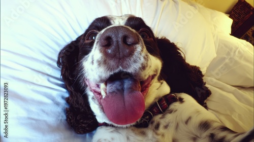 Close-up of a happy dog lying on a white bed, smiling widely with tongue out