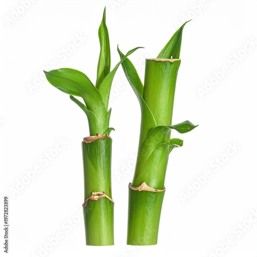 Fresh green lucky bamboo stalks with vibrant leaves isolated on white background for good fortune and feng shui design element