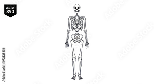 Anatomical human skeleton standing, isolated on white background, vector illustration