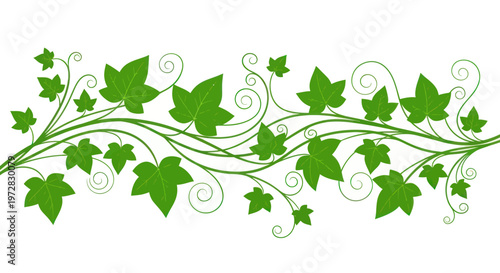 Green Ivy Leaves and Decorative Vines Border on White Background