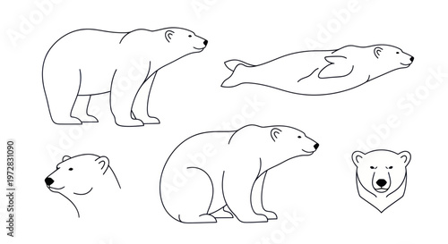 Polar Bear Line Art Collection: Standing, Swimming, Sitting, and Head Shots